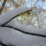 wonderland_04