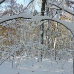 wonderland_05