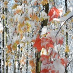wonderland_10