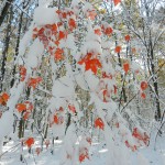 wonderland_14