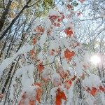 wonderland_15
