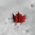 wonderland_16