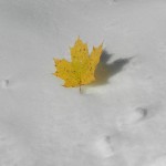 wonderland_17