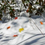wonderland_19